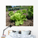 Vegetable Garden Countryside Wall Decal