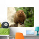 Dwarf Mongoose Snake Killer Wall Decal