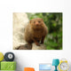 Dwarf Mongoose Snake Killer Wall Decal