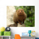 Dwarf Mongoose Snake Killer Wall Decal