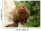 Dwarf Mongoose Snake Killer Wall Decal