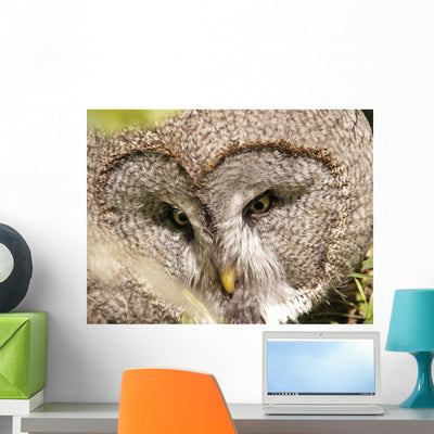 Bartkauz (Great Grey Owl) Wall Decal shown on a wall