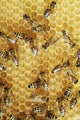 Honeybees Comb Wall Decal