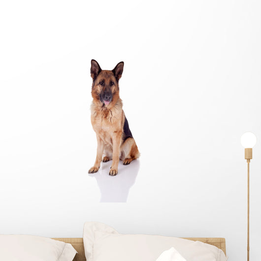 German Shepherd Sitting Front Wall Decal