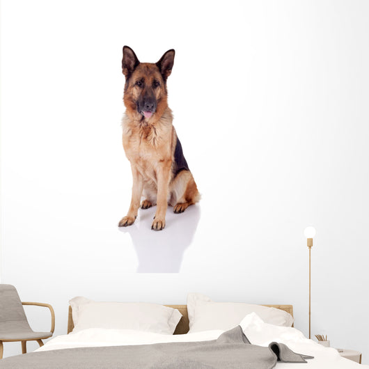 German Shepherd Sitting Front Wall Decal