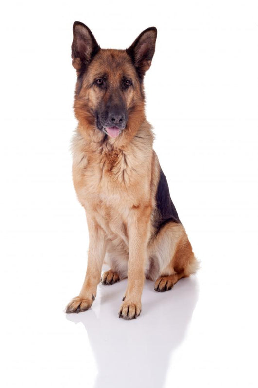 German Shepherd Sitting Front Wall Decal