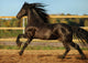 Friesian Horse Wall Decal