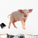 Pig Wall Decal