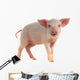 Pig Wall Decal