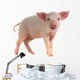 Pig Wall Decal