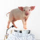 Pig Wall Decal