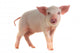 Pig Wall Decal