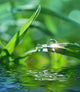 Green with Grass Wall Decal