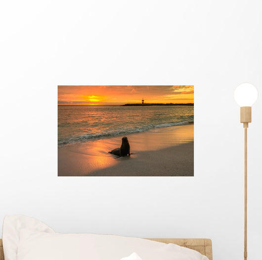 Baby Fur Seal Next to Water Punta Wall Decal