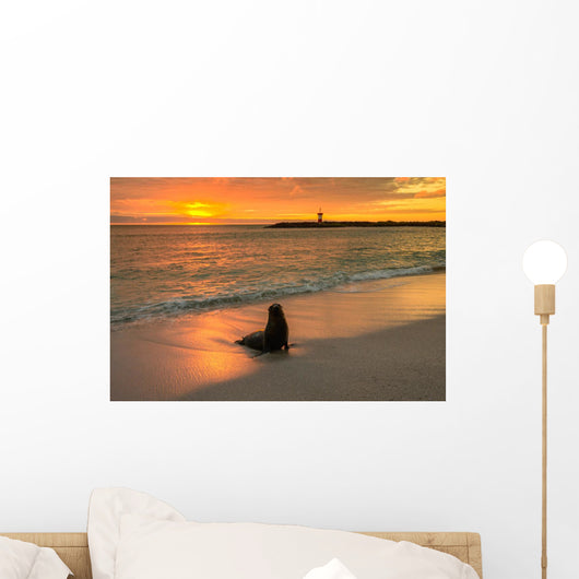Baby Fur Seal Next to Water Punta Wall Decal