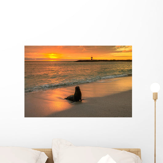 Baby Fur Seal Next to Water Punta Wall Decal