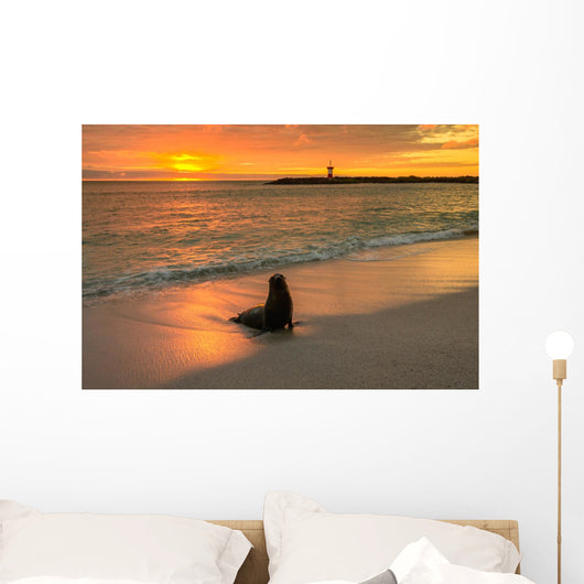 Baby Fur Seal Next to Water Punta Wall Decal