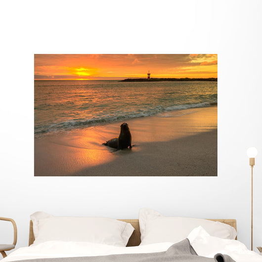 Baby Fur Seal Next to Water Punta Wall Decal
