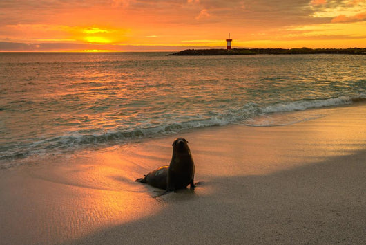 Baby Fur Seal Next to Water Punta Wall Decal