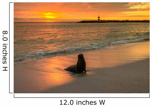 Baby Fur Seal Next to Water Punta Wall Decal