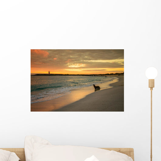 Baby Fur Seal Punta Wall Decal