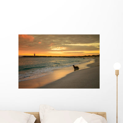 Baby Fur Seal Punta Wall Decal shown on a wall