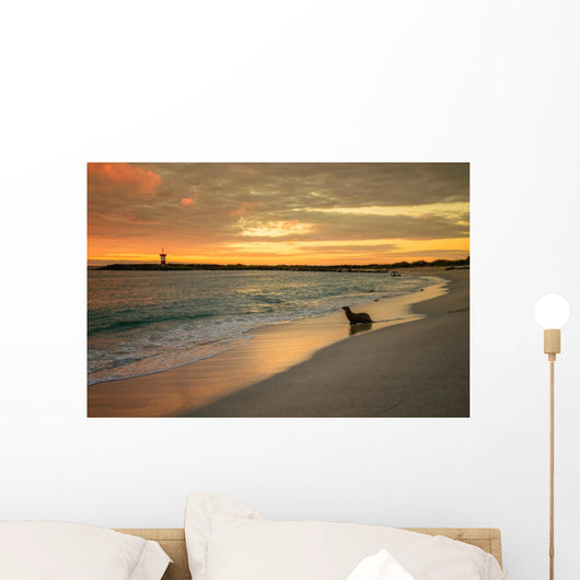 Baby Fur Seal Punta Wall Decal