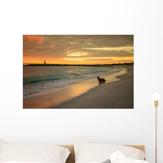 Baby Fur Seal Punta Wall Decal