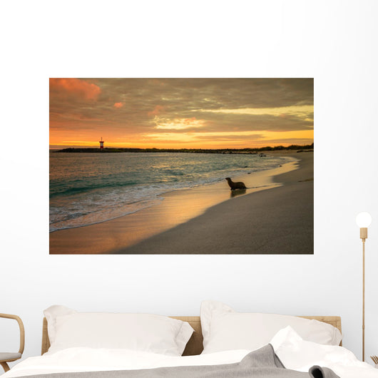 Baby Fur Seal Punta Wall Decal