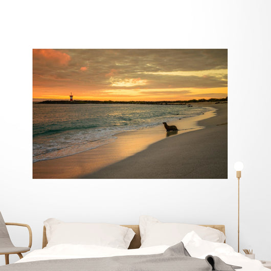 Baby Fur Seal Punta Wall Decal
