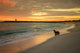 Baby Fur Seal Punta Wall Decal