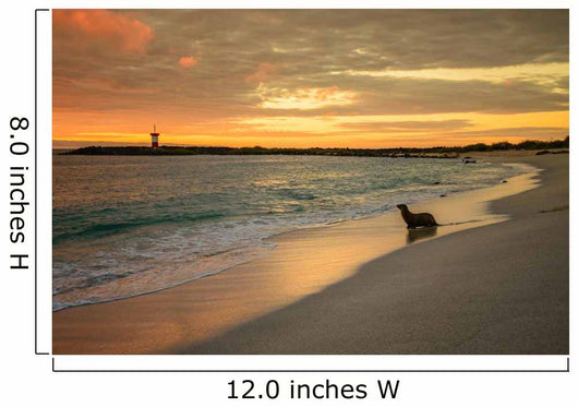 Baby Fur Seal Punta Wall Decal