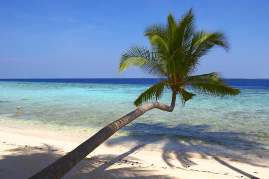 Beautiful Beach with Palm Wall Decal
