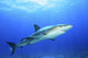 Shark in Open Water Wall Decal