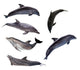 Six Grey Doplhins Wall Decal Sticker Set