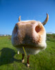 Amusing Close-up Cow's Mug Wall Decal