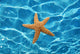 Water and Starfish Wall Decal