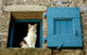 Cat Window Wall Decal