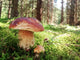 Prachtiger Steinpilz im Fichtenwald Wall Decal