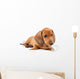 Red Dachshund Puppy Laying Down Wall Decal