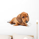 Red Dachshund Puppy Laying Down Wall Decal
