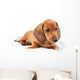 Red Dachshund Puppy Laying Down Wall Decal