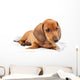 Red Dachshund Puppy Laying Down Wall Decal
