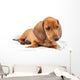 Red Dachshund Puppy Laying Down Wall Decal