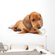 Red Dachshund Puppy Laying Down Wall Decal