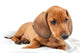 Red Dachshund Puppy Laying Down Wall Decal