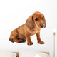 Red Dachshund Puppy Wall Decal