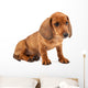 Red Dachshund Puppy Wall Decal