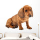 Red Dachshund Puppy Wall Decal