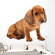 Red Dachshund Puppy Wall Decal